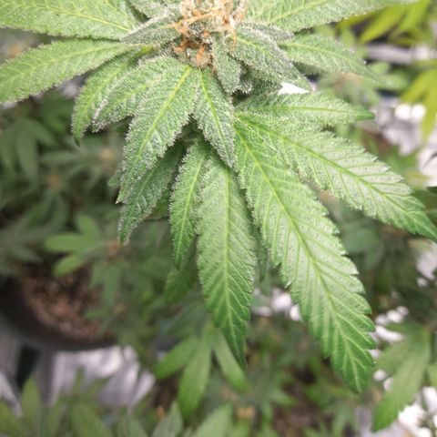 Grand Daddy Purple growlog timeline photo