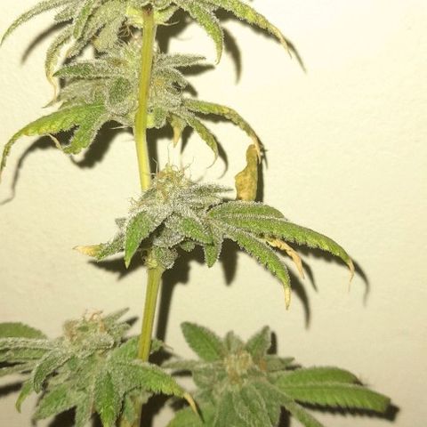 Grand Daddy Purple growlog timeline photo