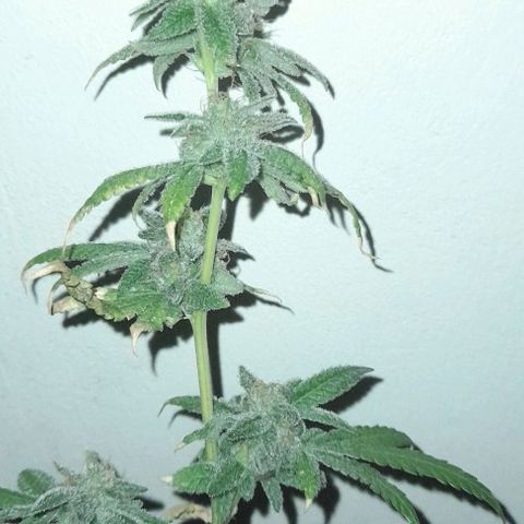Grand Daddy Purple growlog timeline photo