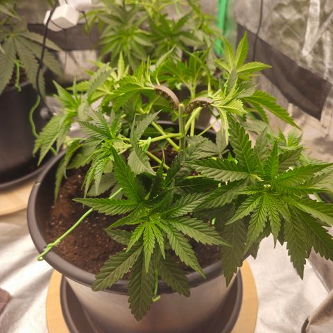 Ejc #3 growlog timeline photo