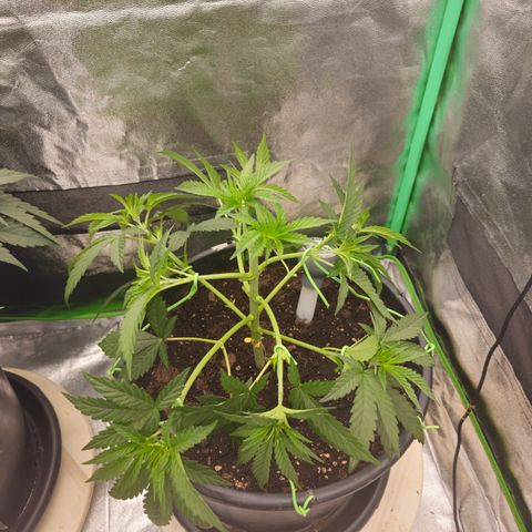 Ejc #2 growlog timeline photo