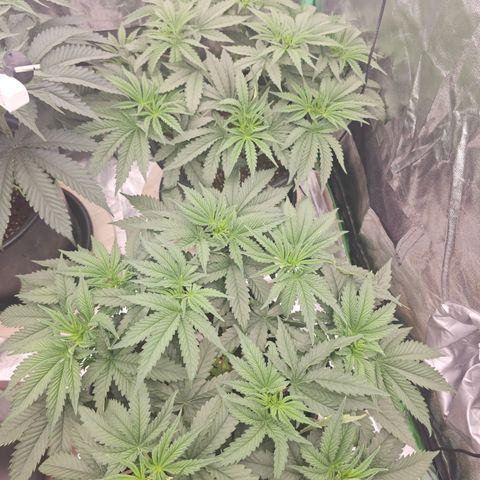 Ejc #3 growlog photo: Flipped as of tonight 