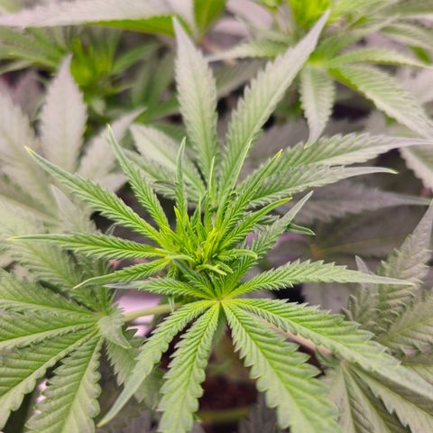 Ejc #3 growlog timeline photo