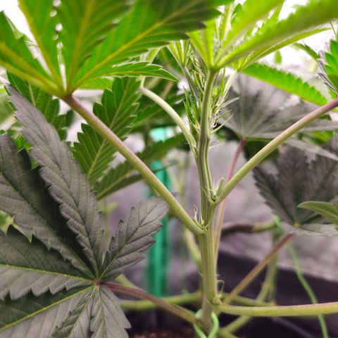 Ejc #2 growlog timeline photo