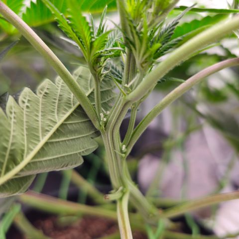 Ejc #2 growlog timeline photo