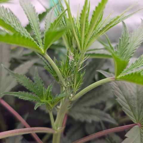 Ejc #2 growlog timeline photo