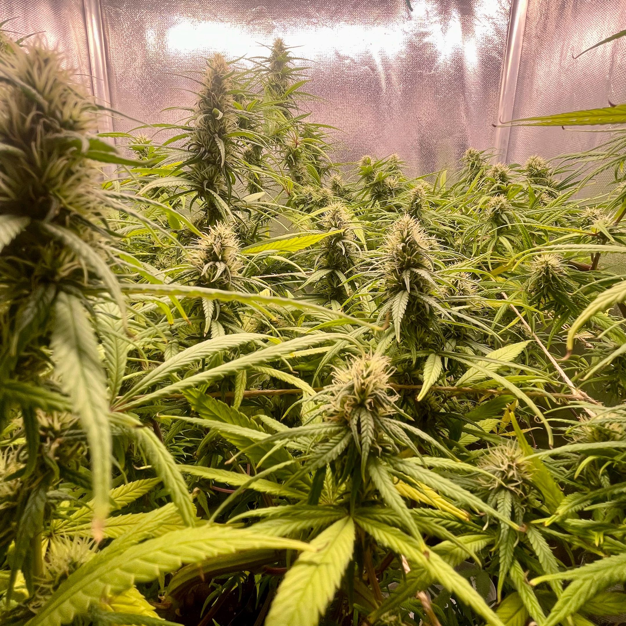 Ciclo #01 Prenseed #1 growlog header