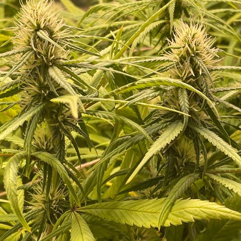 Ciclo #01 Prenseed #1 growlog photo