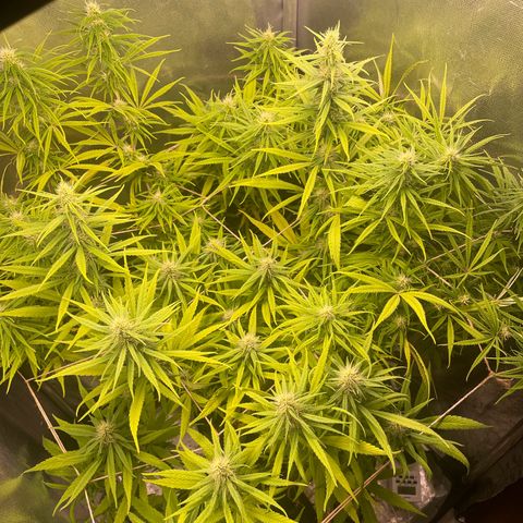 Ciclo #01 Prenseed #1 growlog photo: Iniciando quinta semana de floração. 
Buds engordando e bem resinados. 
Aparentemente as plantas não sentiram as dobras dos top buds mas não sei como isso vai afetar o desenvolvimento deles. 