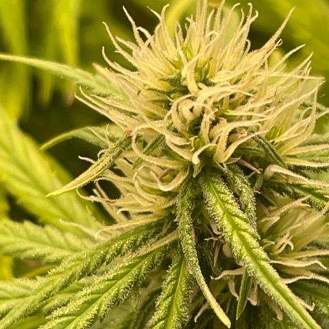 Ciclo #01 Prenseed #1 growlog timeline photo