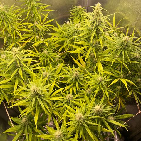 Ciclo #01 Prenseed #1 growlog timeline photo