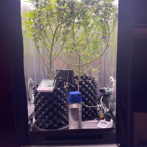 Ciclo #01 Prenseed #1 growlog timeline photo