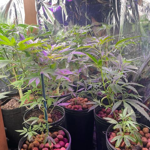 Ciclo #02 Clones growlog timeline photo