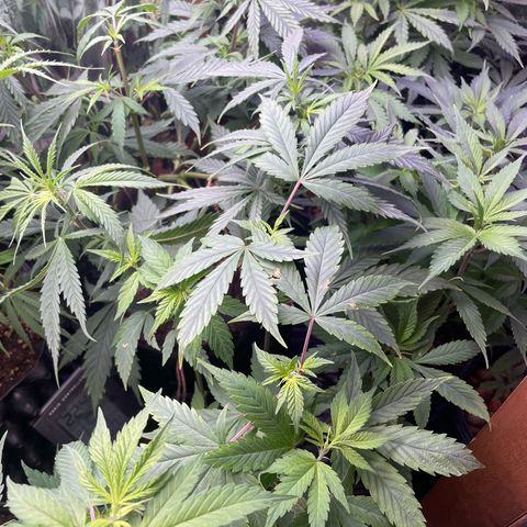 Ciclo #03 Skunk Genérica  growlog timeline photo