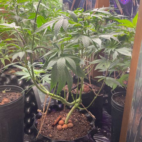 Ciclo #03 Skunk Genérica  growlog timeline photo
