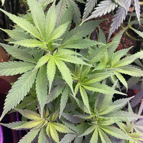 Ciclo #03 Skunk Genérica  growlog timeline photo