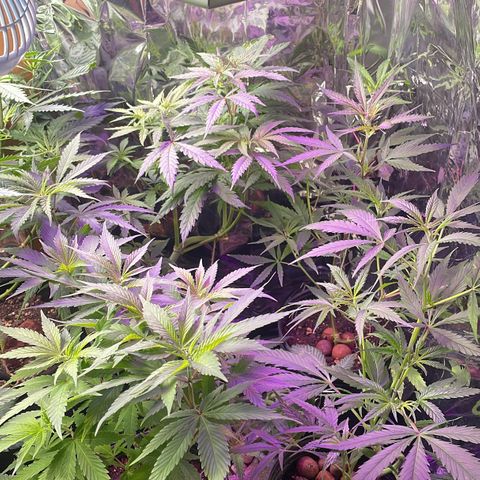 Ciclo #03 Skunk Genérica  growlog timeline photo