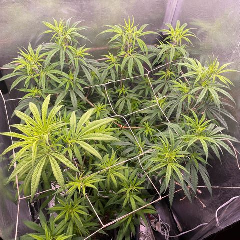 Ciclo #01 Prenseed #1 growlog photo