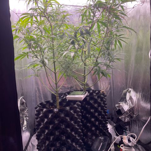 Ciclo #01 Prenseed #1 growlog photo