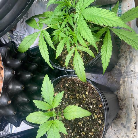 Ciclo #03 Skunk Genérica  growlog timeline photo