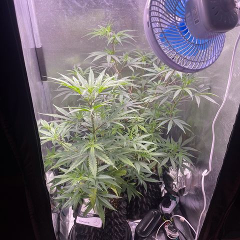 Ciclo #01 Prenseed #1 growlog photo