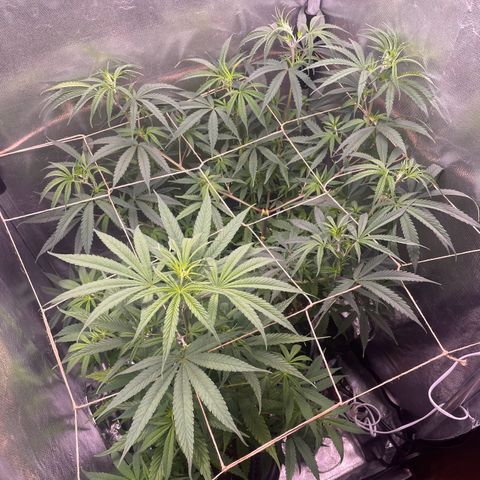 Ciclo #01 Prenseed #1 growlog photo