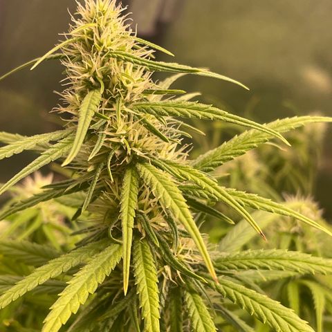 Ciclo #01 Prenseed #1 growlog timeline photo