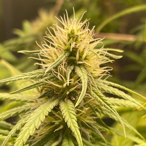 Ciclo #01 Prenseed #1 growlog timeline photo