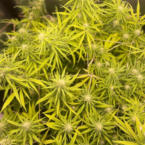 Ciclo #01 Prenseed #1 growlog timeline photo