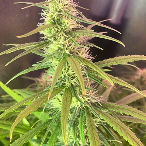 Ciclo #01 Prenseed #1 growlog photo: Fotos com a iluminação em 20% e com luz de contra.