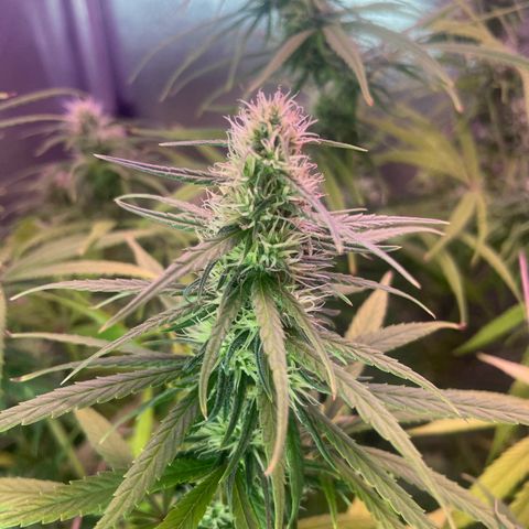 Ciclo #01 Prenseed #1 growlog photo: Fotos com a iluminação em 20% e com luz de contra.