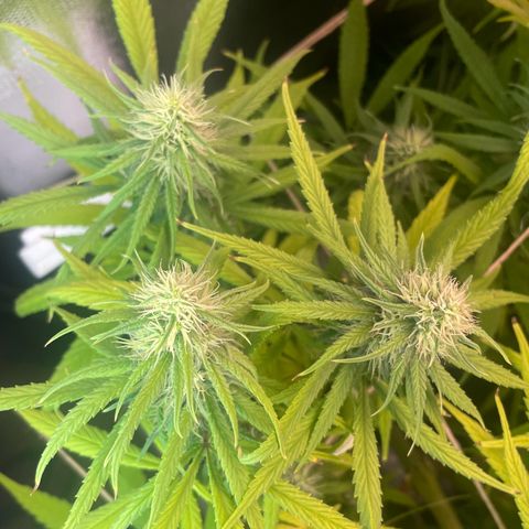 Ciclo #01 Prenseed #1 growlog timeline photo