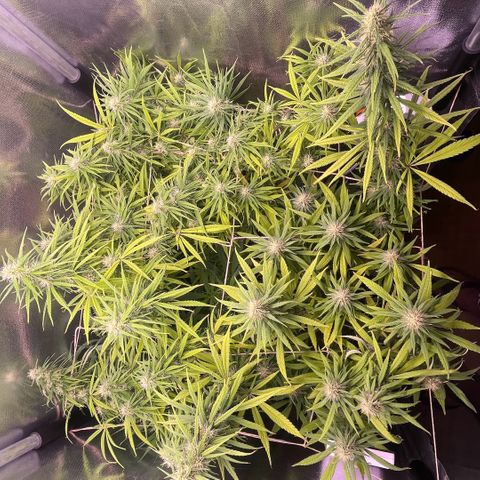 Ciclo #01 Prenseed #1 growlog timeline photo