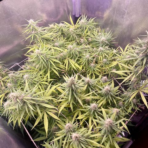 Ciclo #01 Prenseed #1 growlog timeline photo