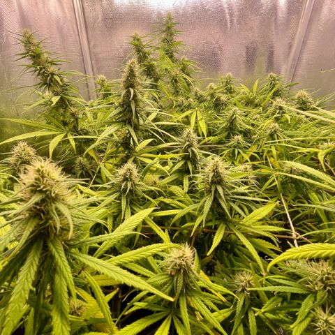 Ciclo #01 Prenseed #1 growlog timeline photo