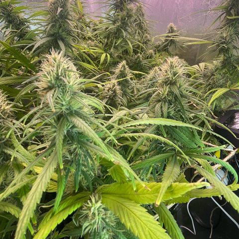 Ciclo #01 Prenseed #1 growlog timeline photo