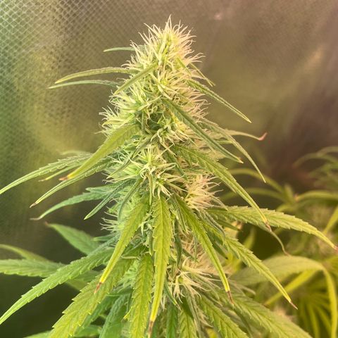 Ciclo #01 Prenseed #1 growlog timeline photo