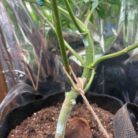 Ciclo #03 Skunk Genérica  growlog photo: Ataque de Lagarta e Lesma.
Já havia feito remoção mas parece que escaparam algumas que cresceram e partiram alguns galhos e danificaram alguns caules.
Feito curativos com pasta bordalesa. 
Realizado desfolha e algumas amarras (LST) 