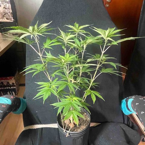 Ciclo #03 Skunk Genérica  growlog photo: Ataque de Lagarta e Lesma.
Já havia feito remoção mas parece que escaparam algumas que cresceram e partiram alguns galhos e danificaram alguns caules.
Feito curativos com pasta bordalesa. 
Realizado desfolha e algumas amarras (LST) 