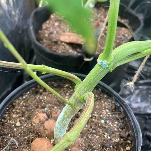 Ciclo #03 Skunk Genérica  growlog photo: Ataque de Lagarta e Lesma.
Já havia feito remoção mas parece que escaparam algumas que cresceram e partiram alguns galhos e danificaram alguns caules.
Feito curativos com pasta bordalesa. 
Realizado desfolha e algumas amarras (LST) 