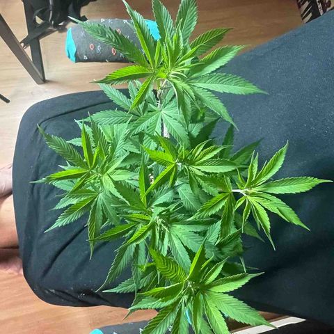 Ciclo #03 Skunk Genérica  growlog photo: Ataque de Lagarta e Lesma.
Já havia feito remoção mas parece que escaparam algumas que cresceram e partiram alguns galhos e danificaram alguns caules.
Feito curativos com pasta bordalesa. 
Realizado desfolha e algumas amarras (LST) 
