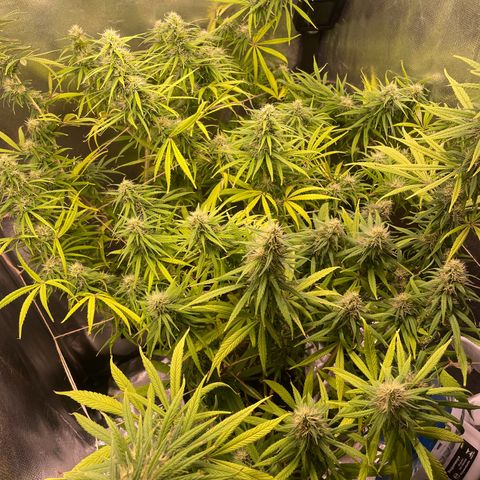 Ciclo #01 Prenseed #1 growlog timeline photo