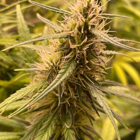 Ciclo #01 Prenseed #1 growlog timeline photo