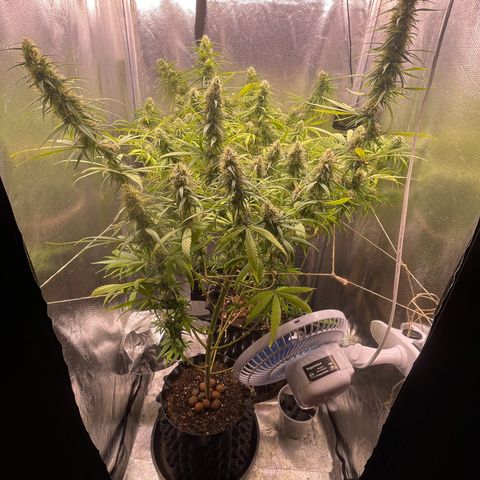 Ciclo #01 Prenseed #1 growlog timeline photo