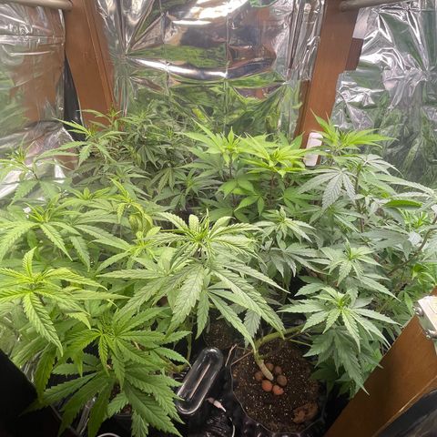 Ciclo #03 Skunk Genérica  growlog photo: Ainda sentindo o ataque das lagartas. Porém se recuperando! 