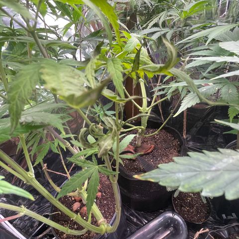 Ciclo #03 Skunk Genérica  growlog photo: Ainda sentindo o ataque das lagartas. Porém se recuperando! 