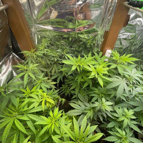 Ciclo #03 Skunk Genérica  growlog photo: Ainda sentindo o ataque das lagartas. Porém se recuperando! 