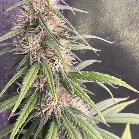 Ciclo #01 Prenseed #1 growlog timeline photo