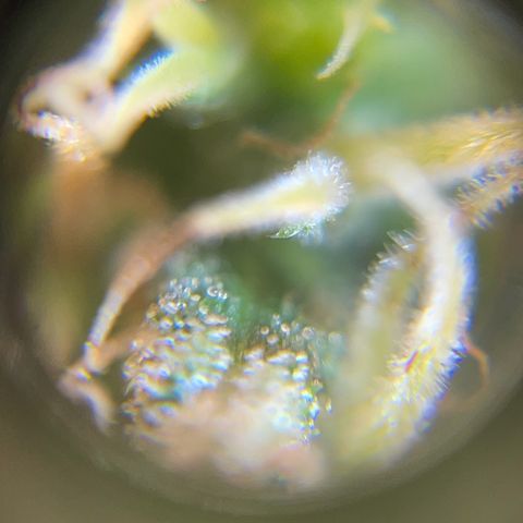 Ciclo #01 Prenseed #1 growlog timeline photo