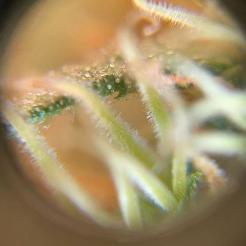 Ciclo #01 Prenseed #1 growlog timeline photo